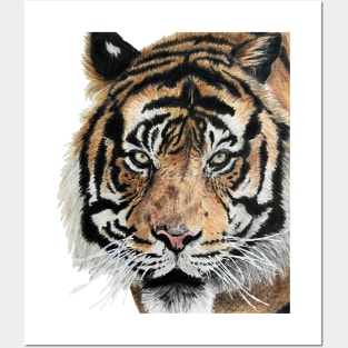 Tiger Drawing Posters and Art